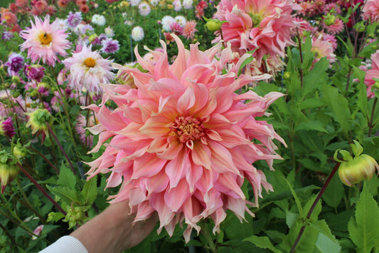 Dalia 'Penhill Watermelon'