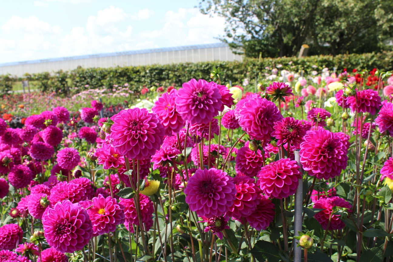 Dahlia 'Purple Fox'