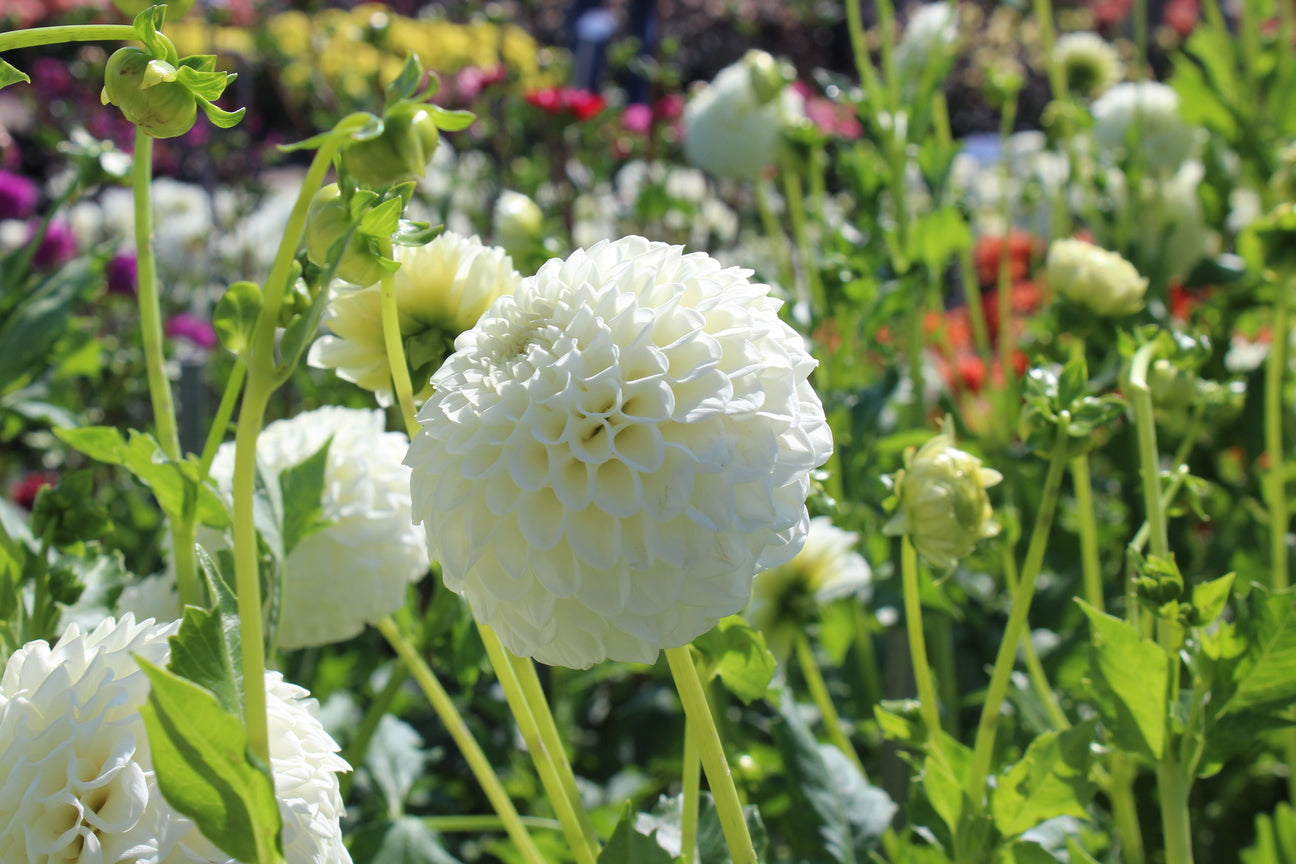 Dahlie 'Ryecroft Jan'