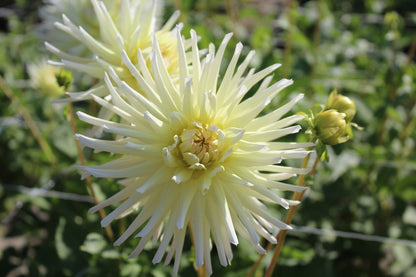 Dahlie 'Shooting star'