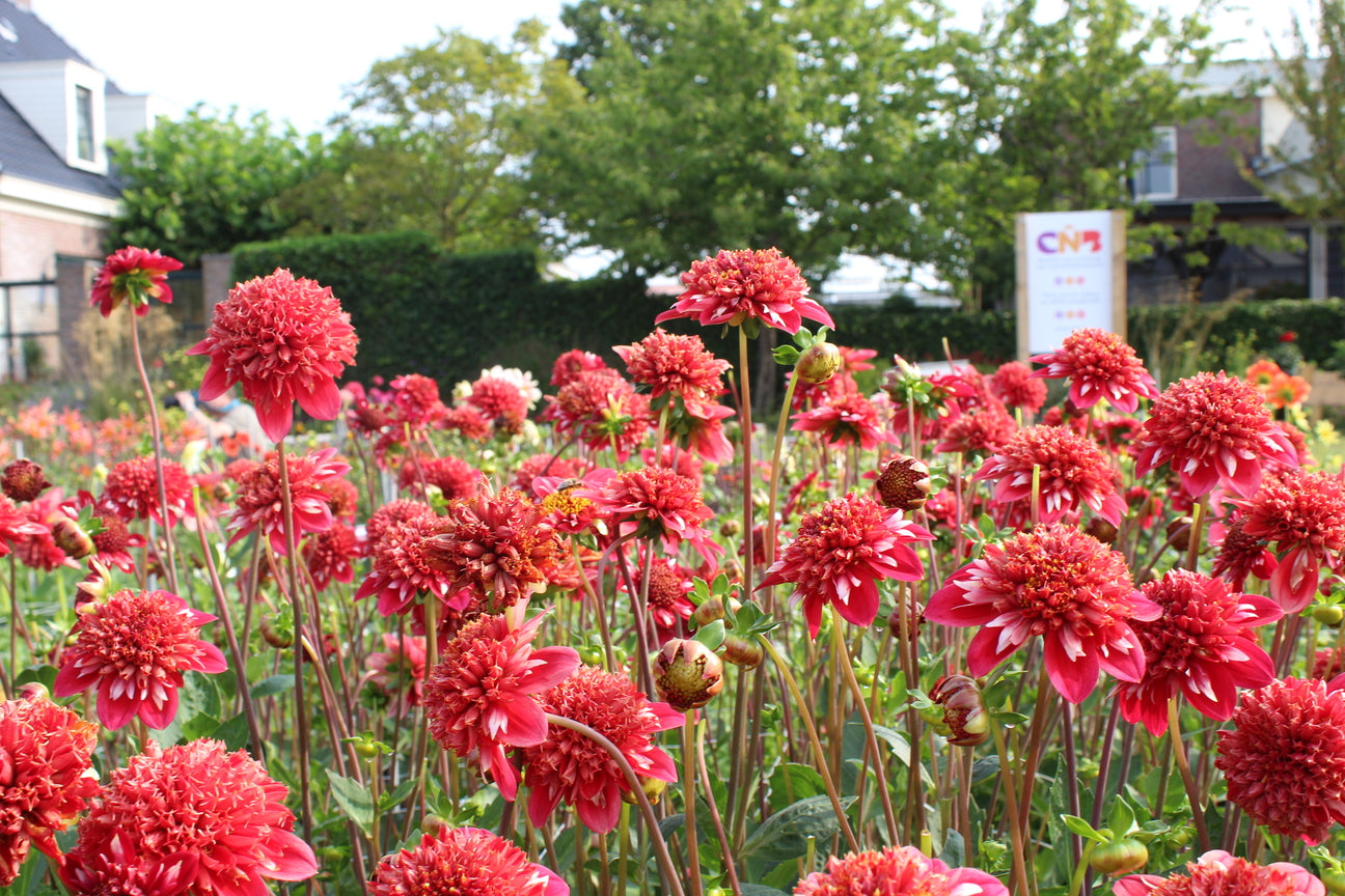 Dahlia 'Speech'