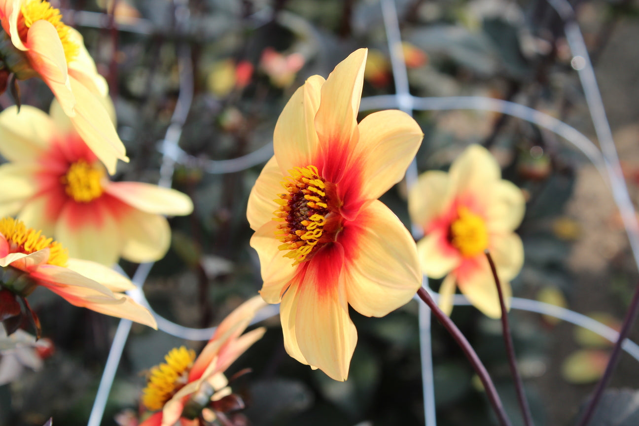 Dahlia 'Sunshine'
