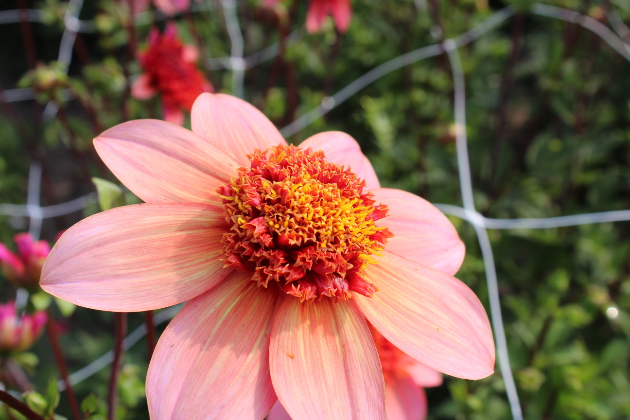 Dahlia 'Totally Tangerine'