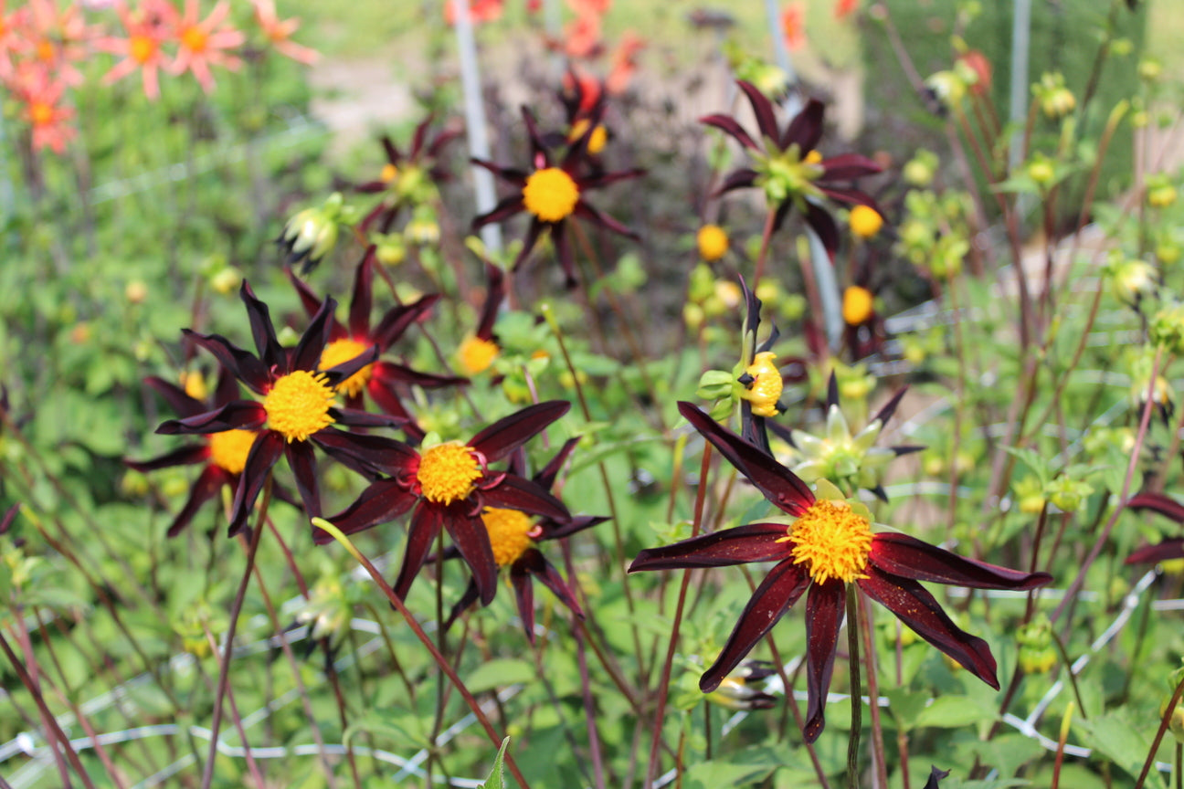 Dahlia 'Verrone's Obsidian'