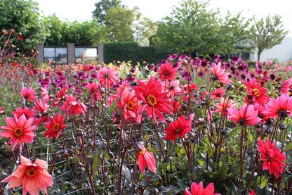 Dahlia 'Waltzing Mathilda'