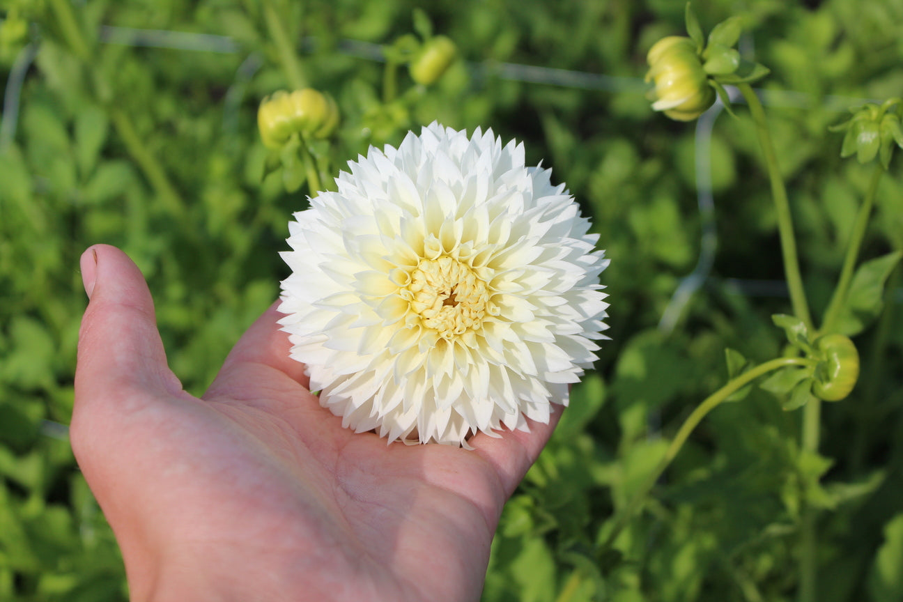 Dahlie 'White Aster'