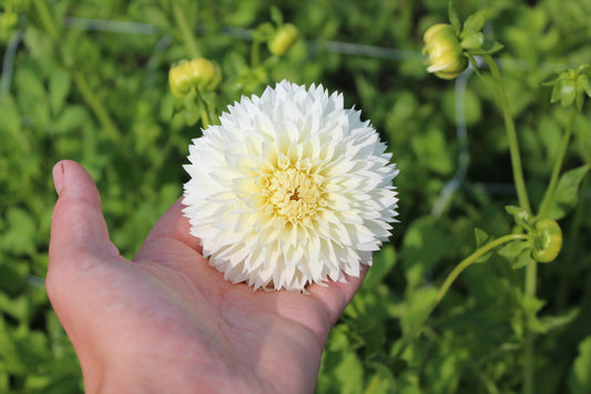Dahlie 'White Aster'