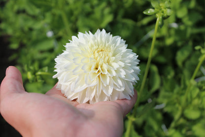 Dahlie 'White Aster'