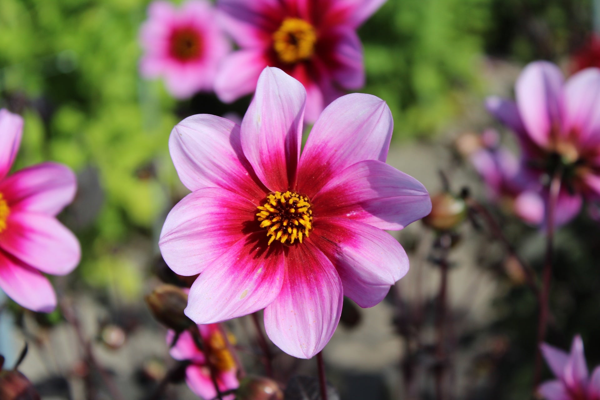 Pink flowered