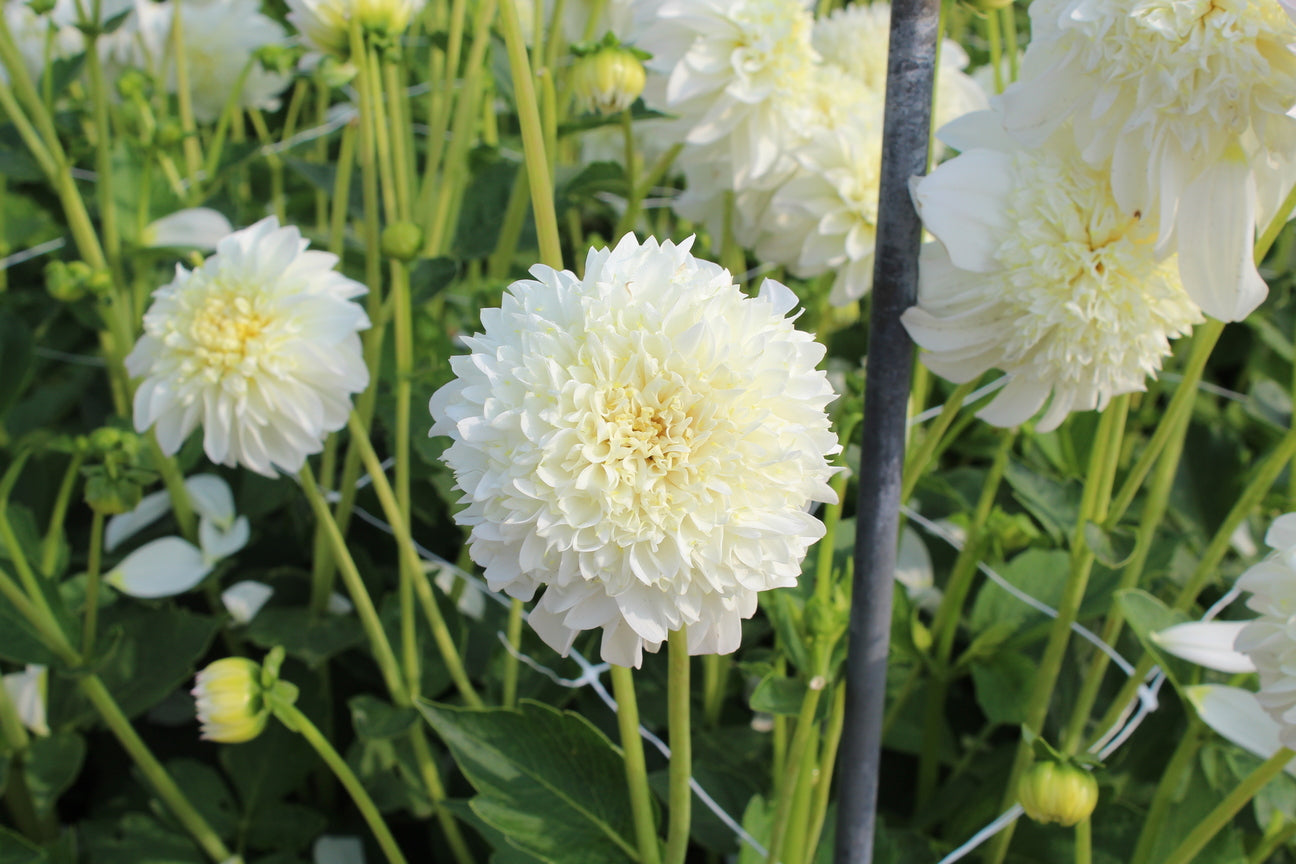Dahlia 'Zahra'