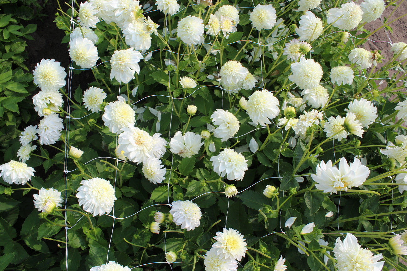 Dahlia 'Zahra'