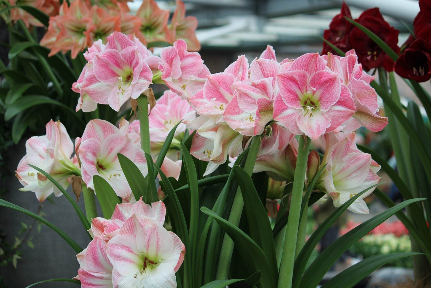 Amaryllis 'Cherry Bloss'