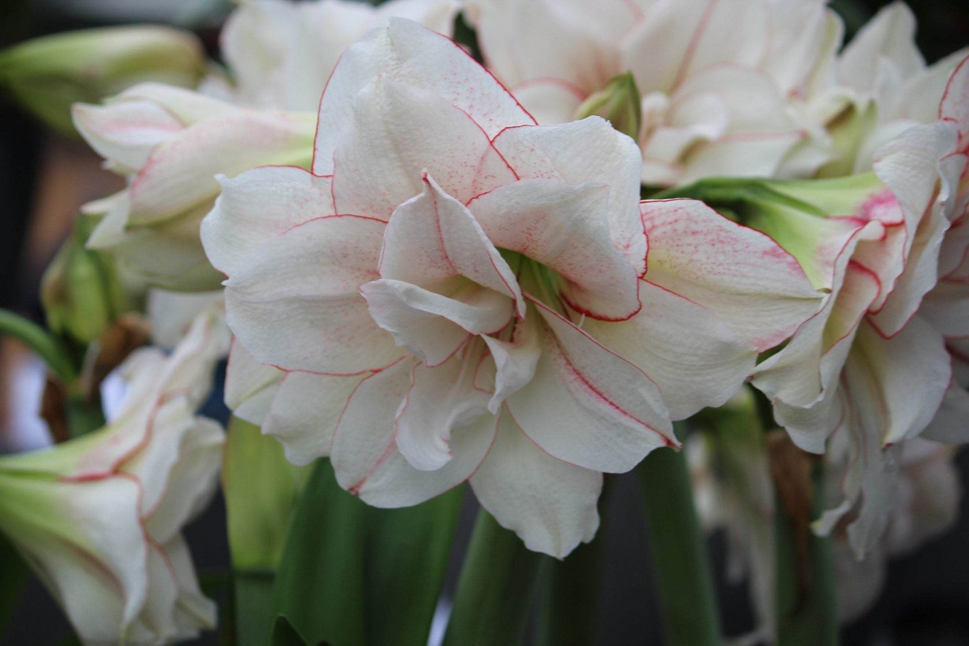 Amaryllis 'Elvas'