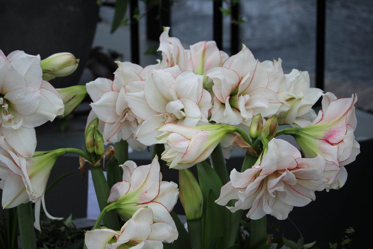 Amaryllis 'Elvas'