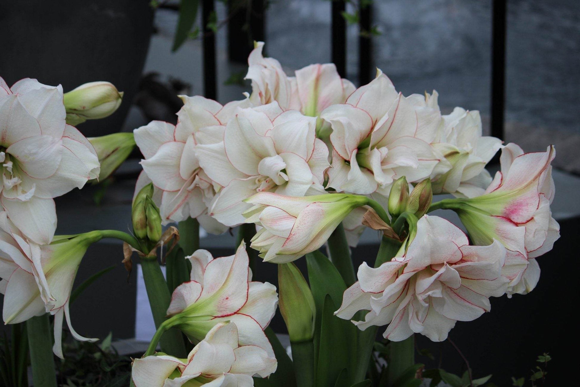 Amaryllis 'Elvas'