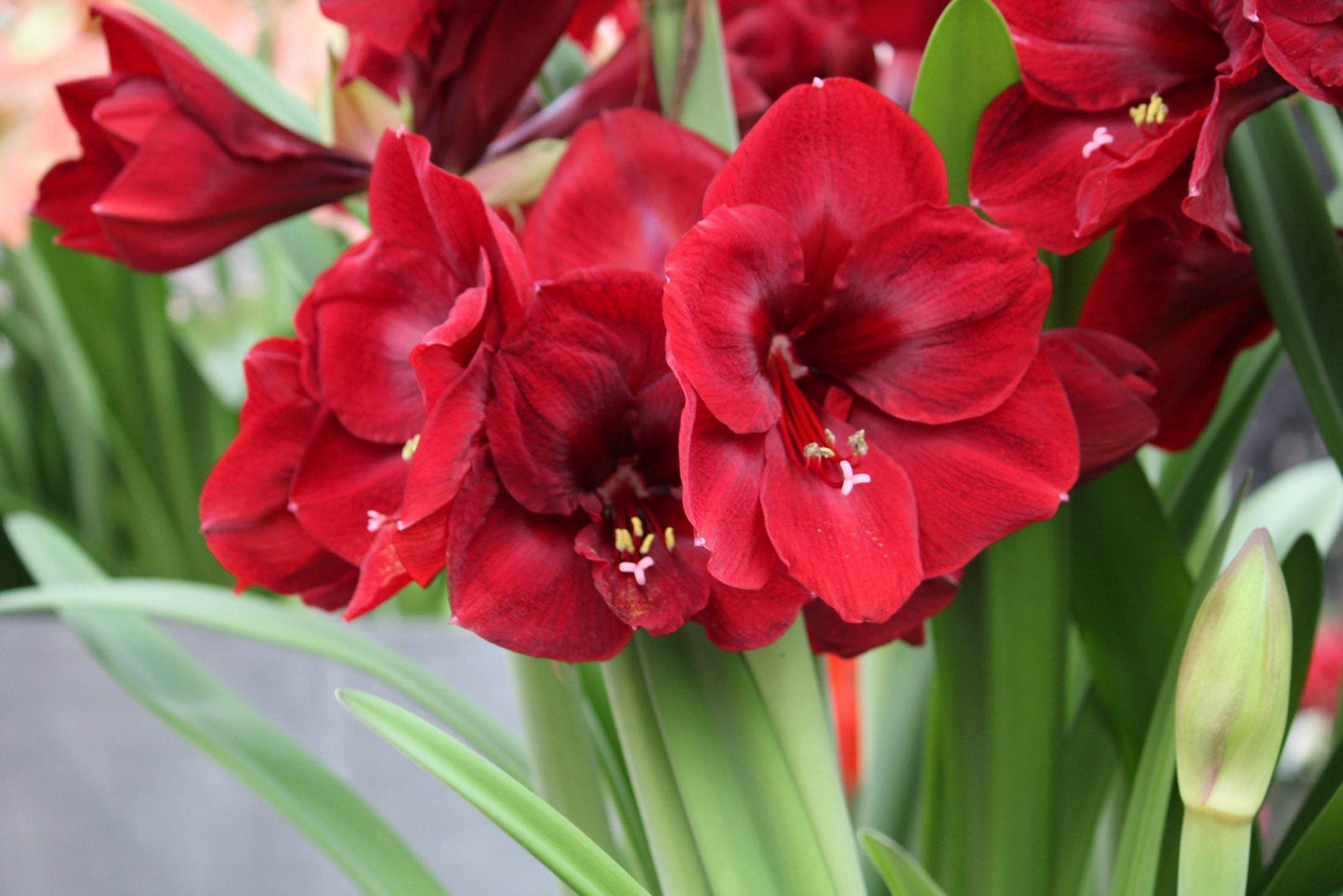 Amaryllis 'Red Pearl'