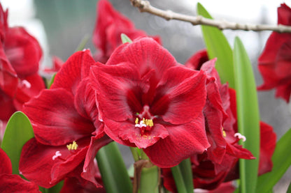 Amaryllis 'Red Pearl'