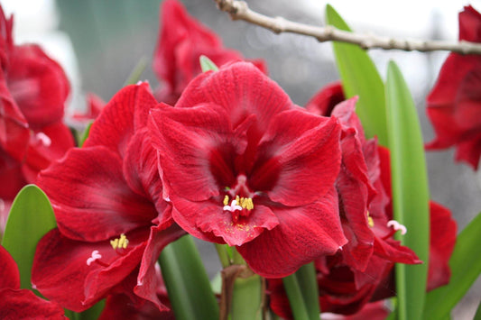 Amaryllis 'Red Pearl'