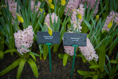 Hyacinth 'Pink Elephant'