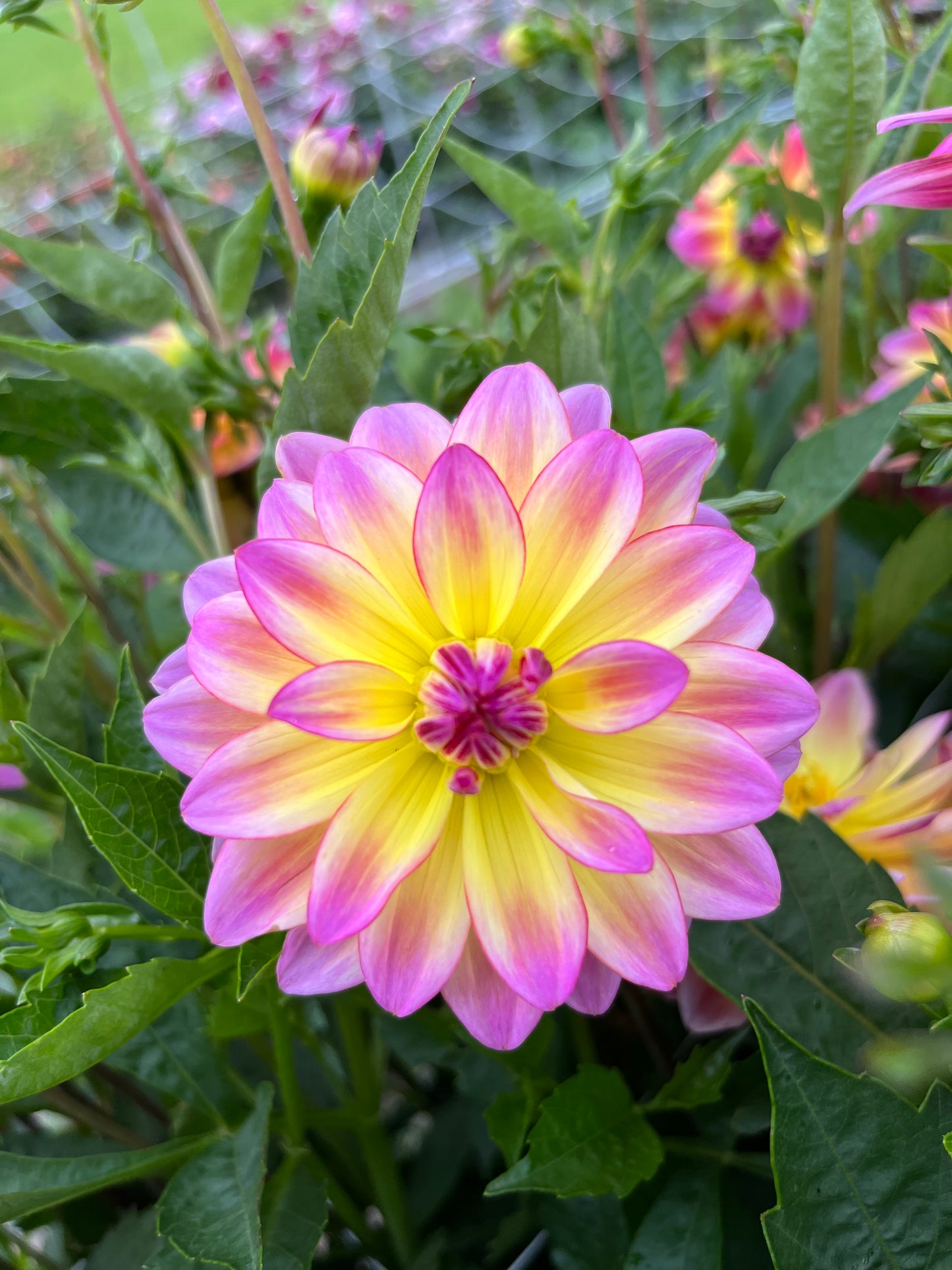 Dahlie 'Pacific Ocean'
