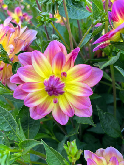 Dahlie 'Pacific Ocean'