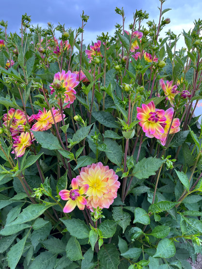 Dahlie 'Pacific Ocean'