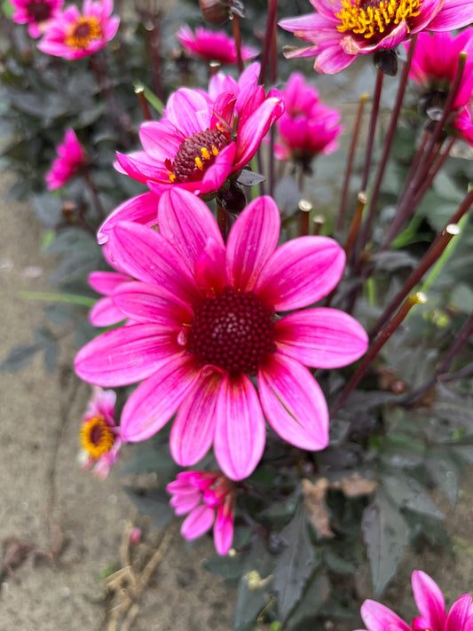 Dahlie 'Dark Angel Pretty Woman'