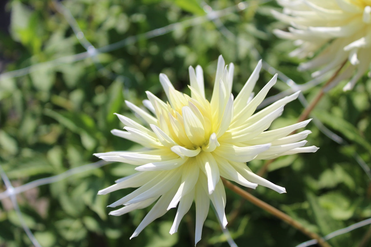 Dahlie 'Shooting star'