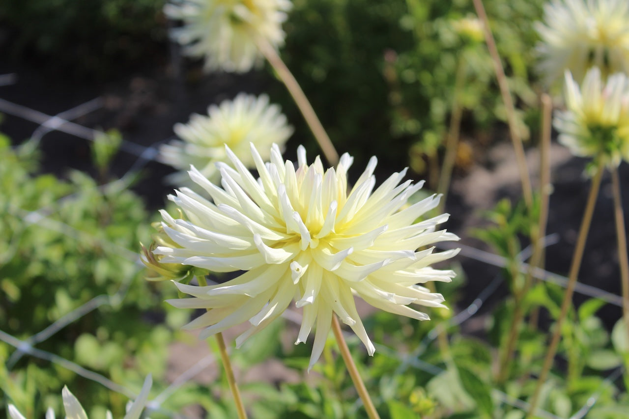 Dahlie 'Shooting star'