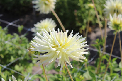 Dahlie 'Shooting star'