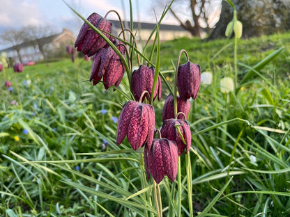 Fritillaria 'Meleagris Collection'