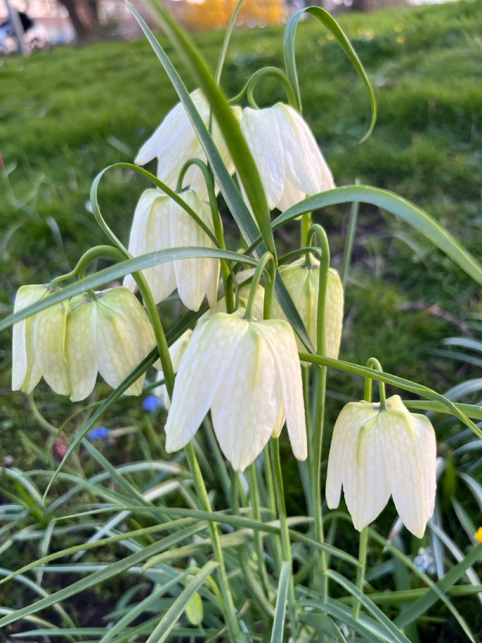 Fritillaria 'Meleagris Collection'