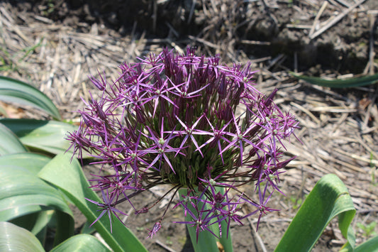 Allium Christophii