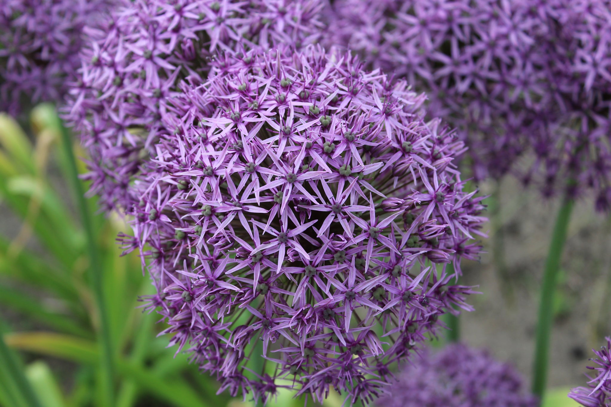 Allium 'Atlas'
