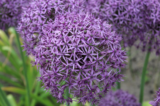 Allium 'Atlas'