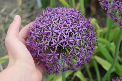 Allium 'Atlas'