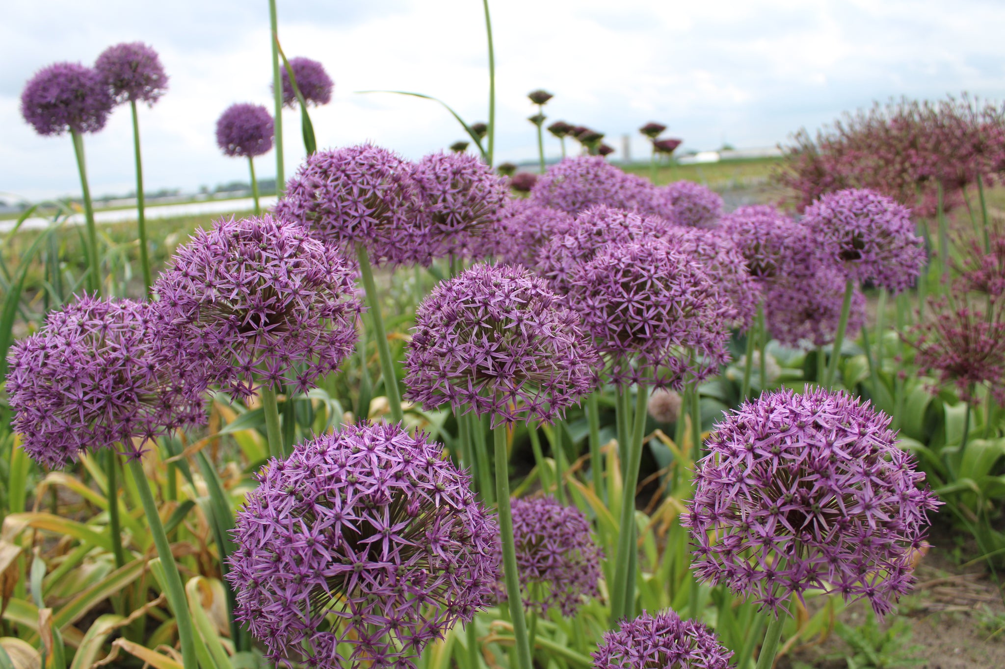 Allium 'Atlas'