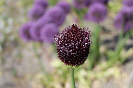 Allium 'Red Mohican'