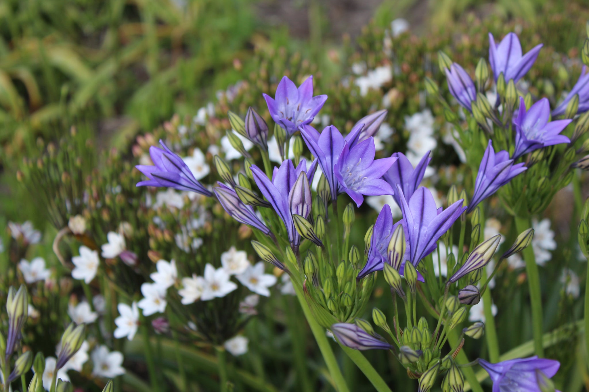 Triteleia laxa Corrina