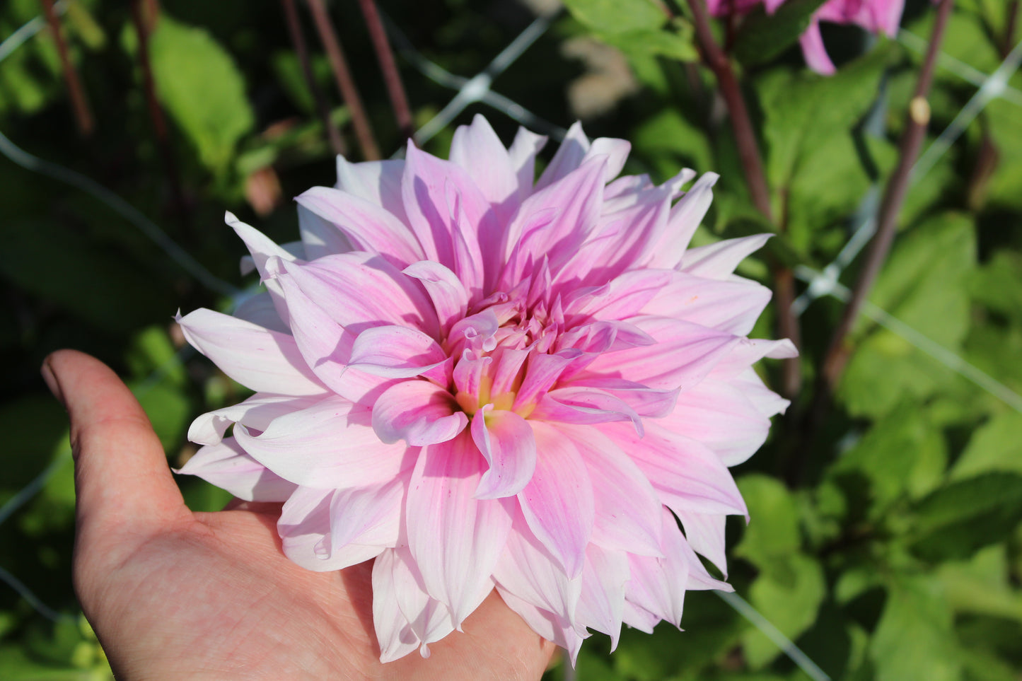 Dahlie 'Labyrinth Twotone'