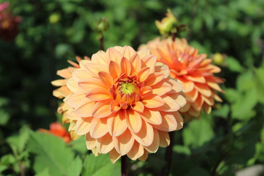 Dahlie 'Orange Nugget'