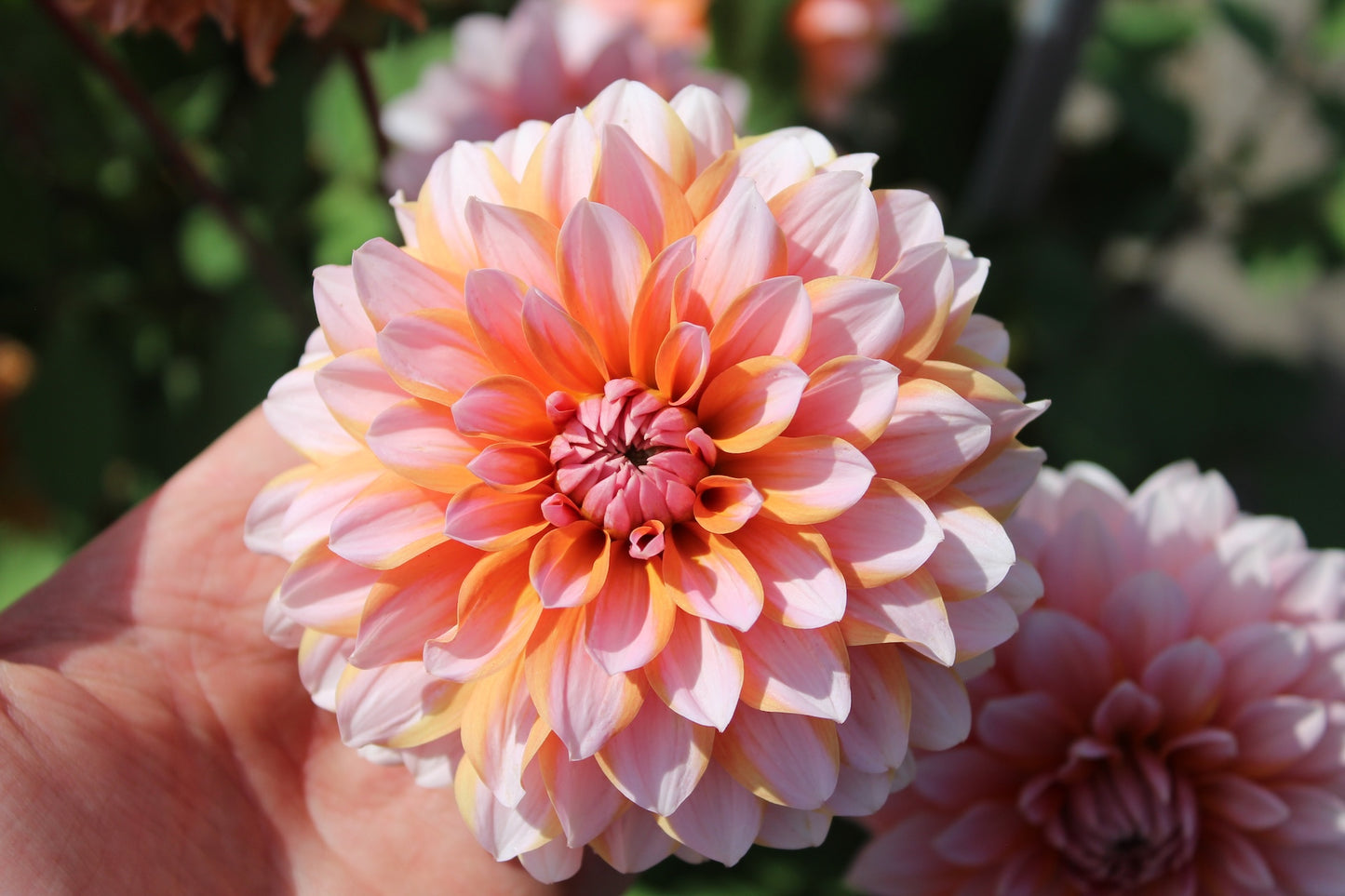 Dahlia 'Peach and vannilla'