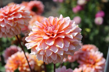 Dahlia 'Peach and vannilla'