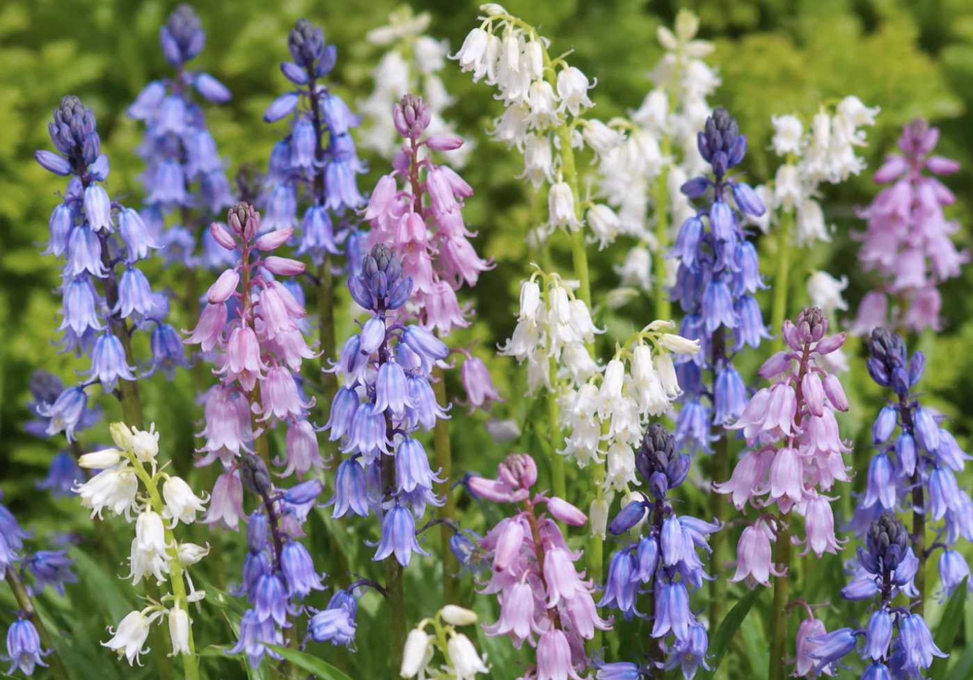 Hyacintoides hispanica Collection