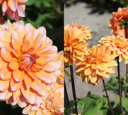 Sunset Orange Dahlien-Kollektion