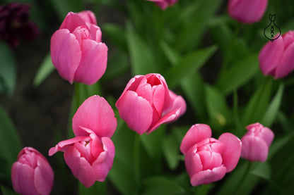 Tulipa Big Love