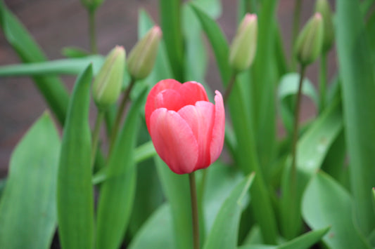 Tulipa 'Pink impression'
