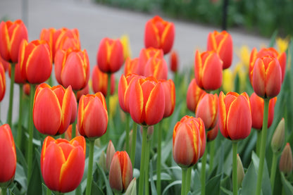 Tulipa 'World's Favourite'