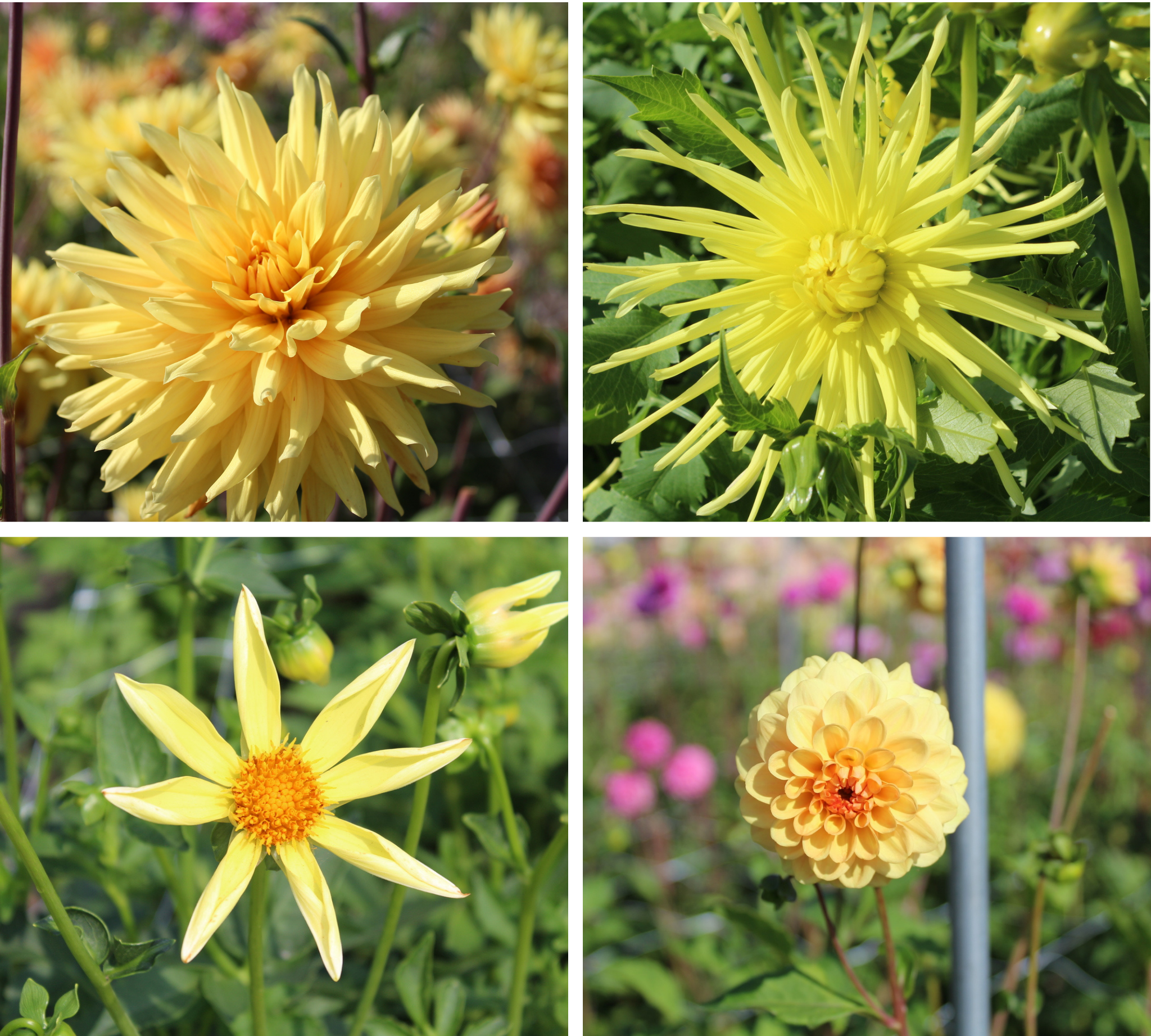Yellow flowers
