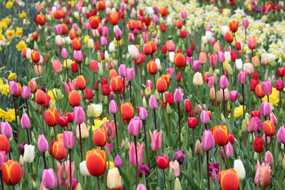 Tulpenmischung Darwin-Hybriden